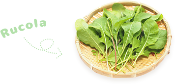 Rucola